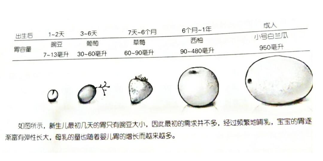 六个月宝宝胃容量研究，发育、喂养与营养吸收