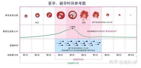 关于女性排卵的奥秘，是不是每个月都会排卵？