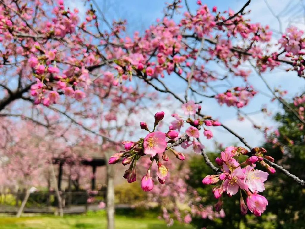 春暖花开最新获取地址，探索美好世界的无限可能